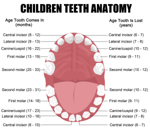 Anatomy Of Children Teeth